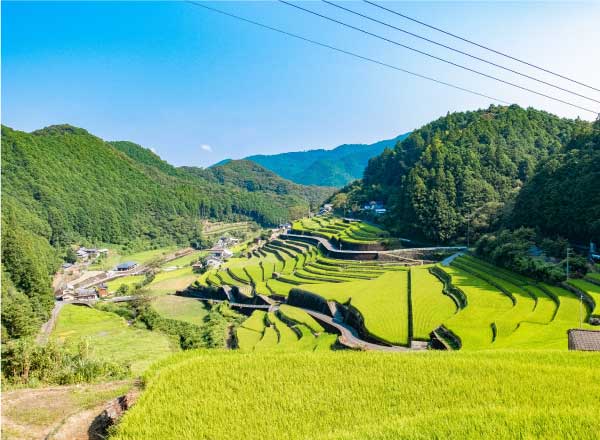 貝ノ川の棚田